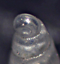 Odostomia da identificare