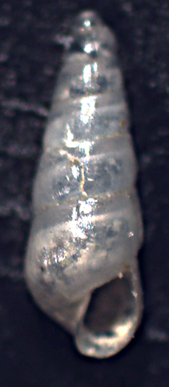 Odostomia da identificare