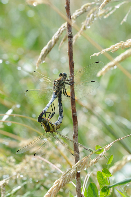 Libellule in accoppiamento da identificare