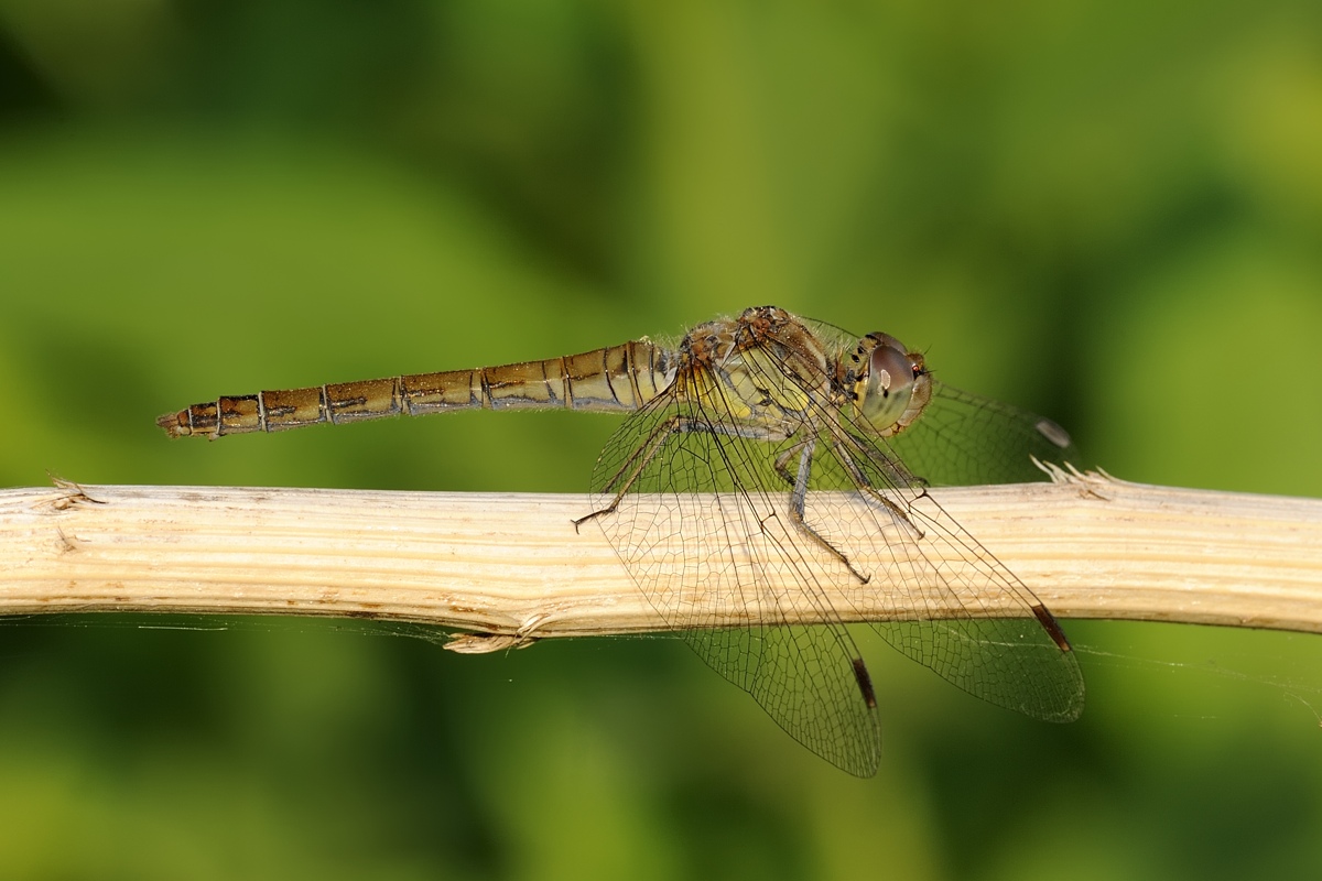 Libellula da ID