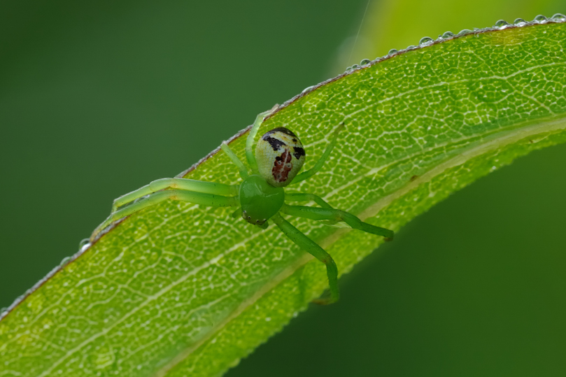 Ebrechtella tricuspidata