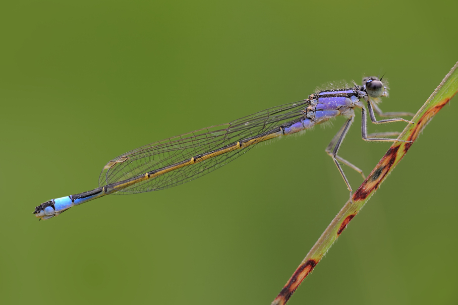 Damigella da ID