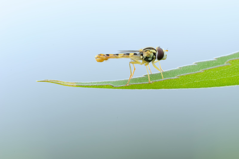 Sphaerophoria scripta (Syrphidae)