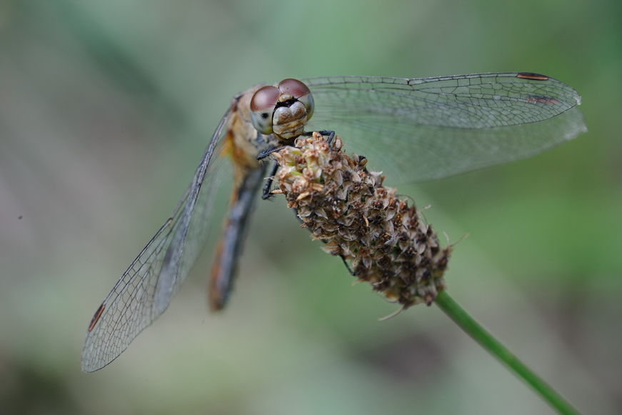 2 Libellula da ID - Sympetrum sanguineum (femmina)