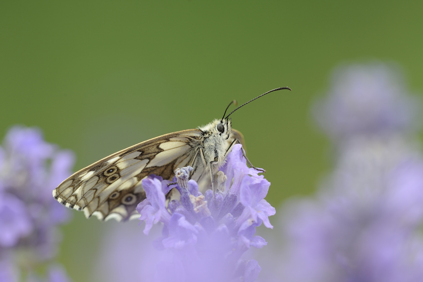 Identificazione farfalla - Melanargia galathea