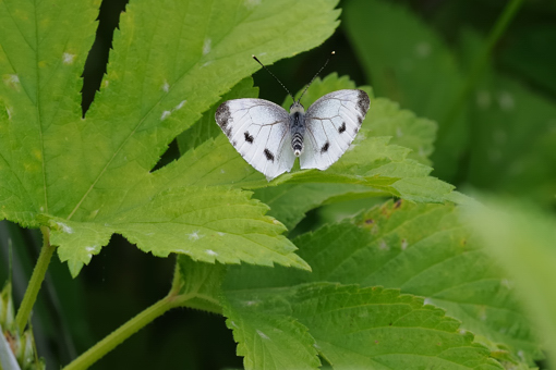 Farfalla sconosciuta 2