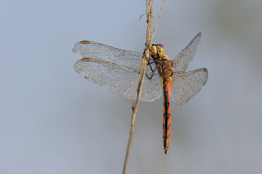 Sympetrum depressiusculum ?