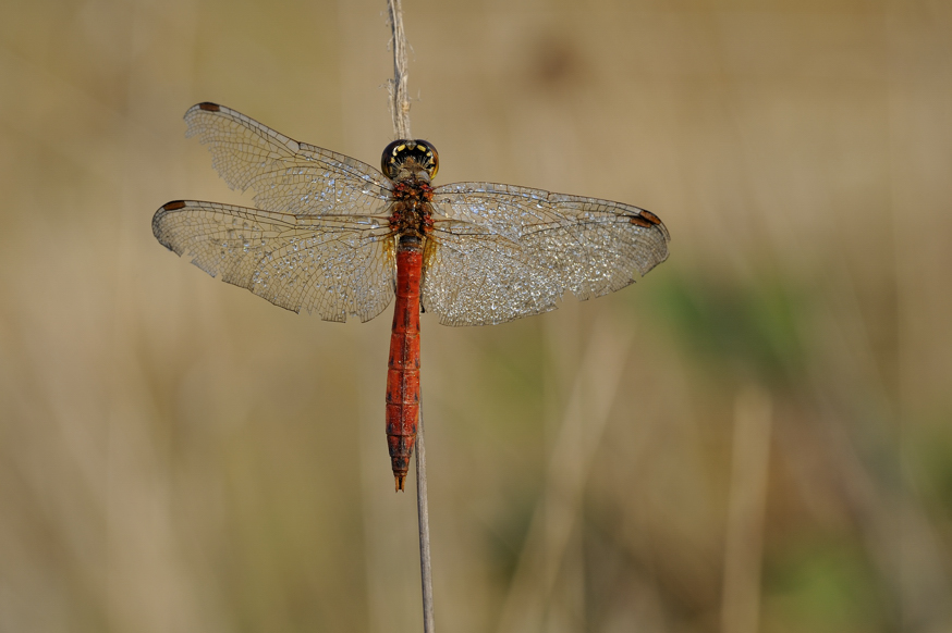 Sympetrum depressiusculum ?