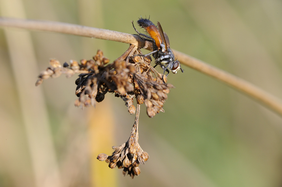 Identificazione dittero:Tachinidae, Cylindromyia sp.