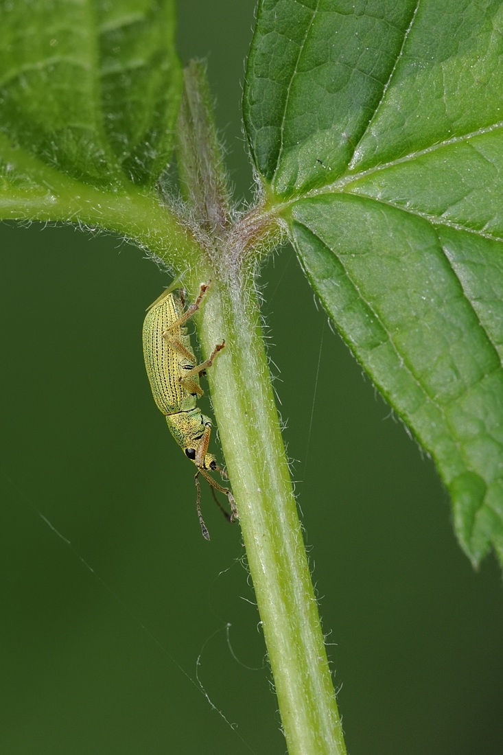 Polydrusus formosus (= Polydrusus sericeus)