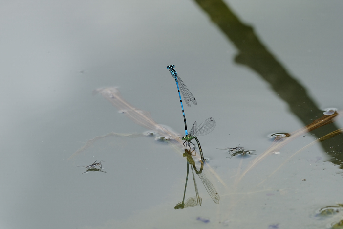 Damigelle in copula da identificare