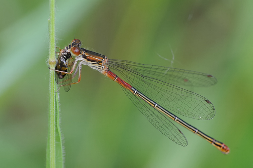 Libellule da identificare