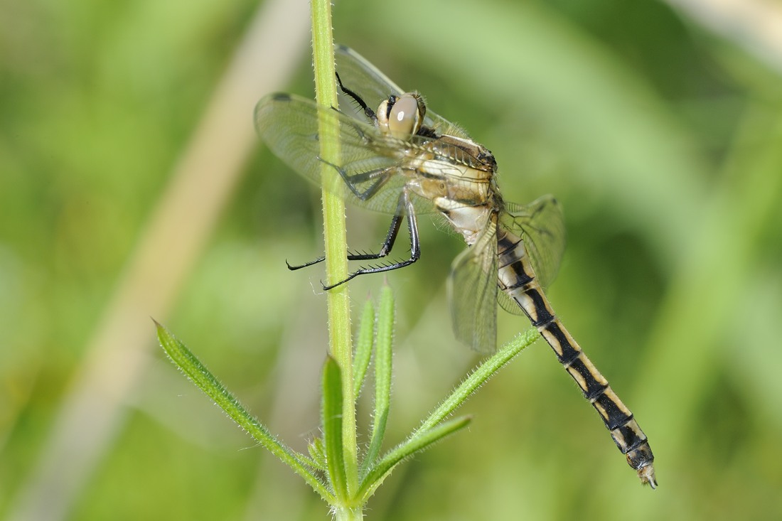 Libellula da ID - Orthetrum albistylum (femmina)