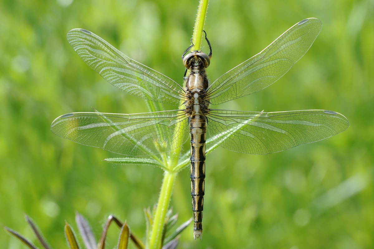 Libellula da ID - Orthetrum albistylum (femmina)