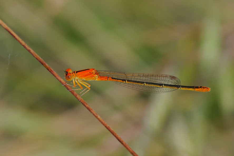 Ischnura elegans?