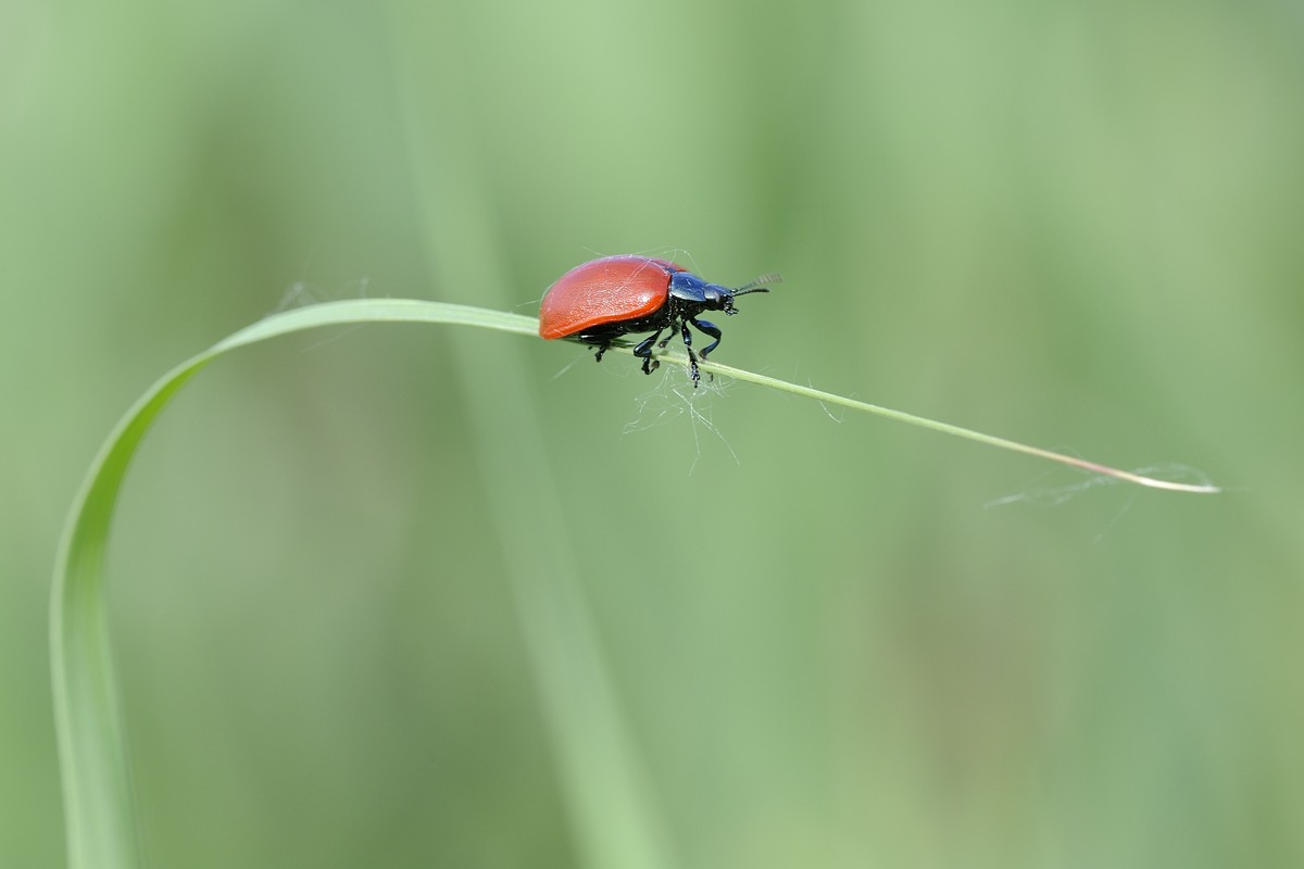 Chrysomelidae, forse Chrysolina lutea