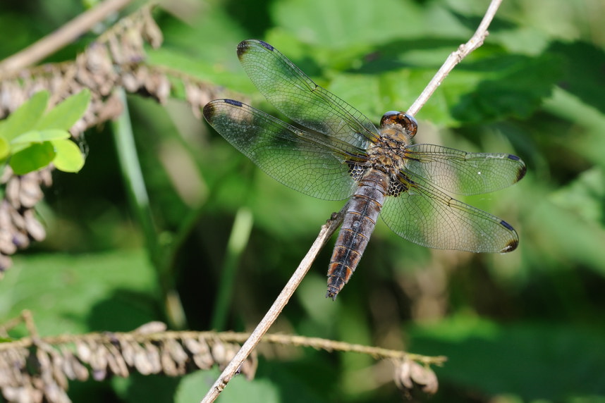 Identificazione Libellula - Libellula fulva