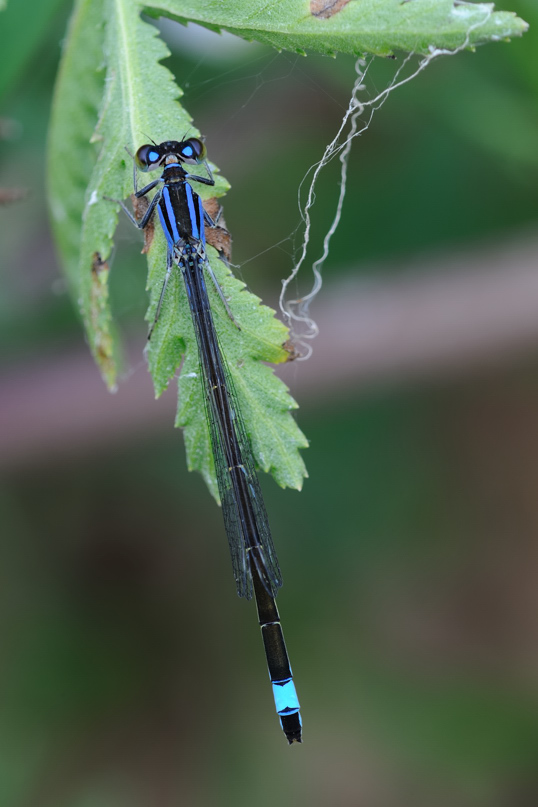 Ischnura elegans?