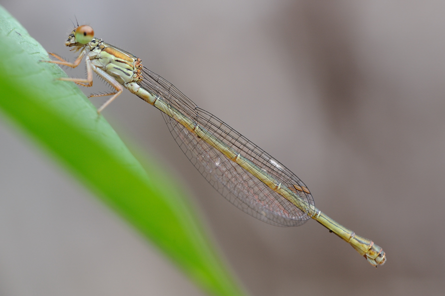 Libellule da identificare