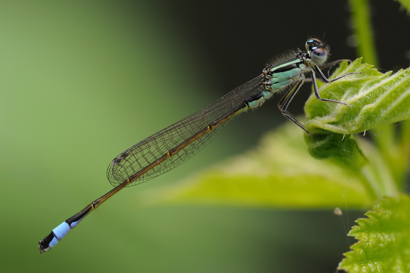 Libellule da identificare