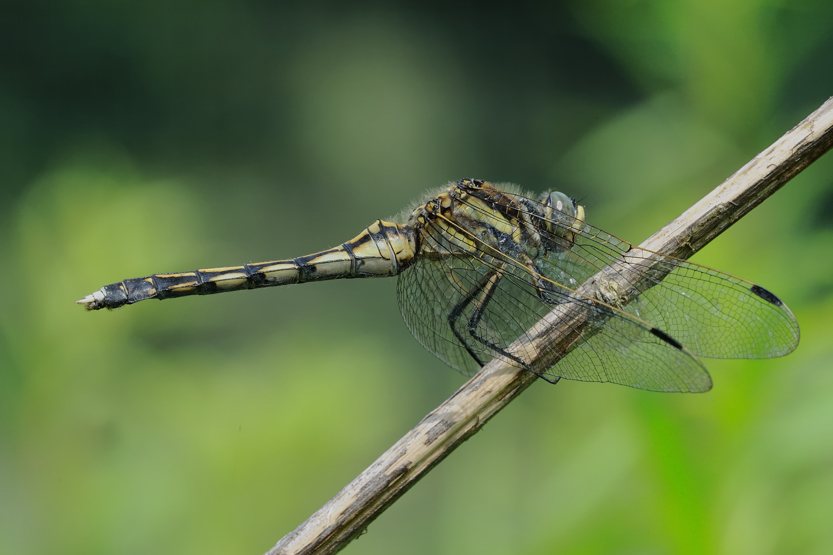 Libellule da identificare