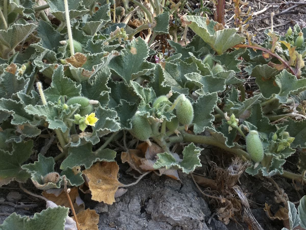 pianta con fiore siciliana - Ecballium elaterium