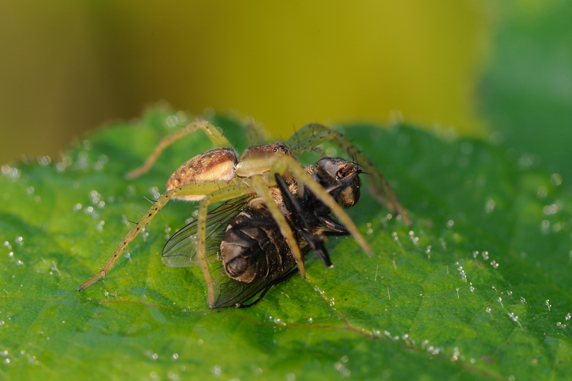 Dolomedes sp.