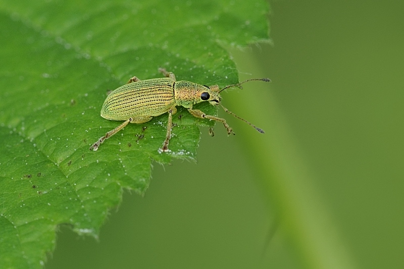 Polydrusus formosus (= Polydrusus sericeus)