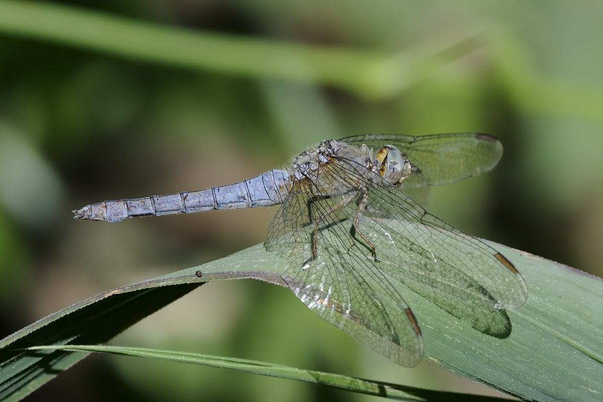 2 libellula da ID - Orthetrum coerulescens