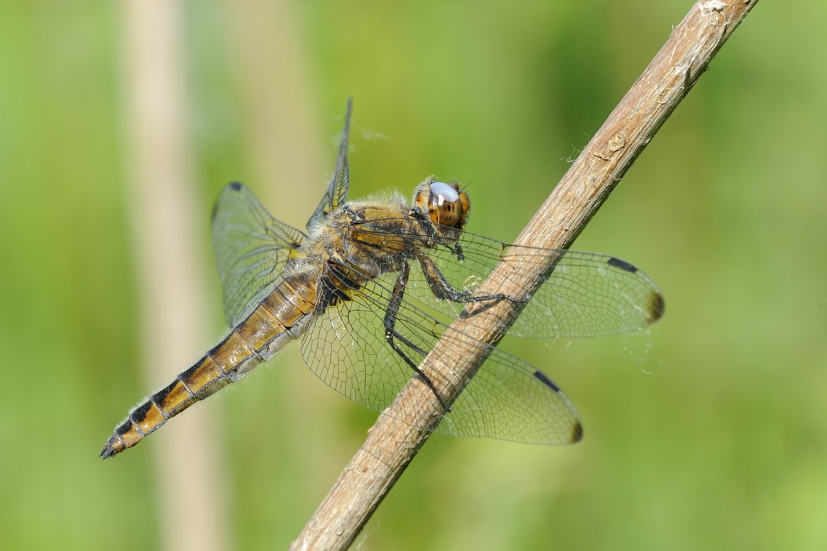 Libellula da ID