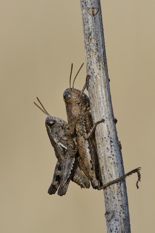 Accoppiamento Pezotettix giornae