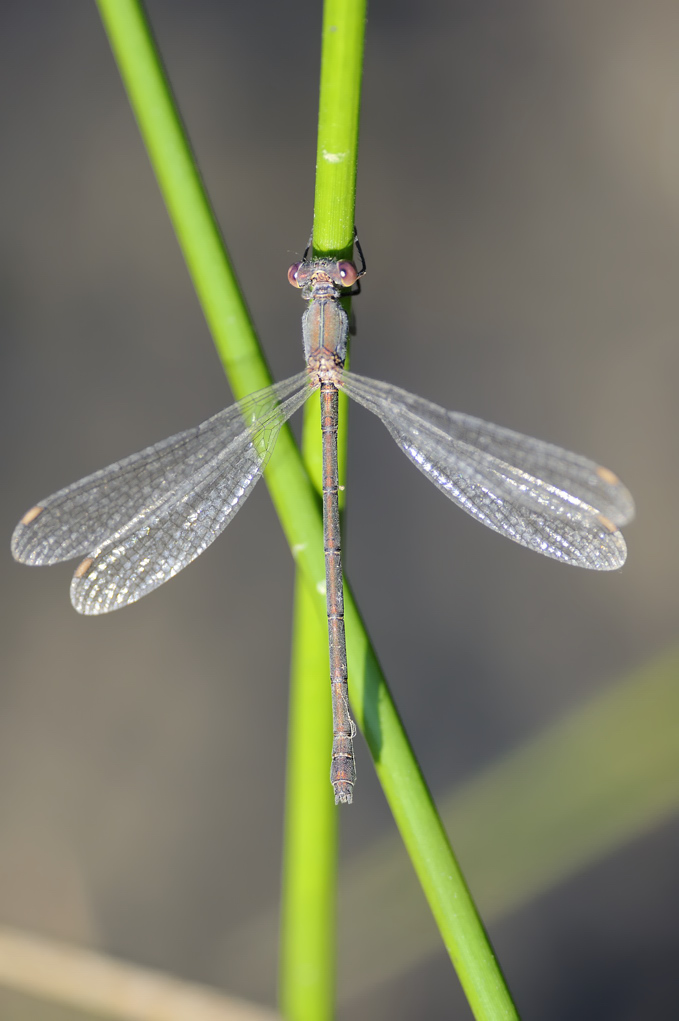 Chalcolestes viridis?   S !