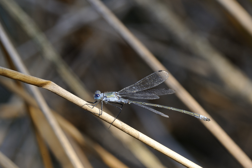 Lestes sp.