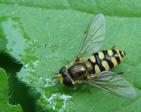 Eupeodes corollae