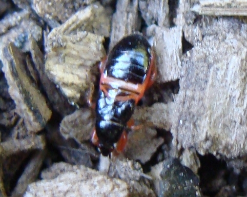 Nabidae: Prostemma cfr. guttula di Monza