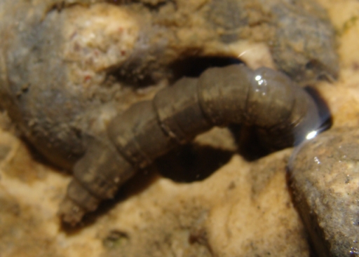 larva acquatica1