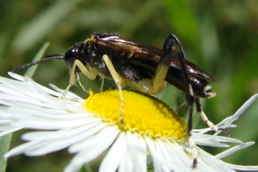 Imenottero da ID: Macrophya montana