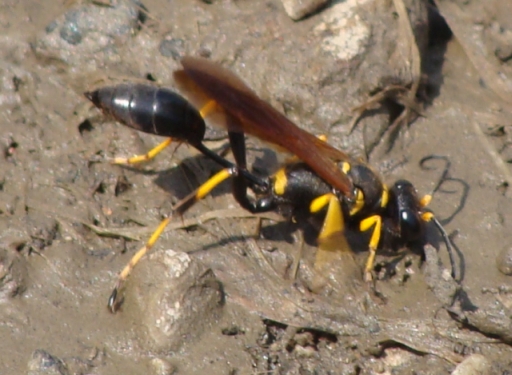 Sceliphron caementarium