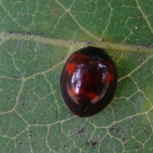 coccinella (Chilocorus?)