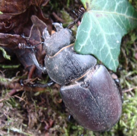 femmina di Lucanus cervus