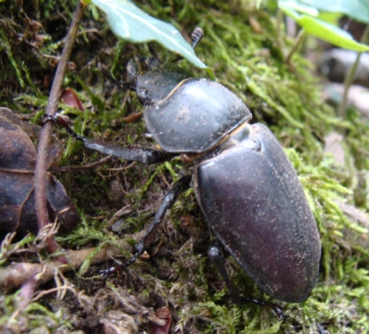 femmina di Lucanus cervus