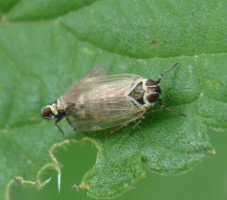 Hyalesthes obsoletus