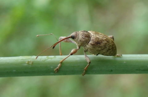 Curculionide (Curculio nucum?)