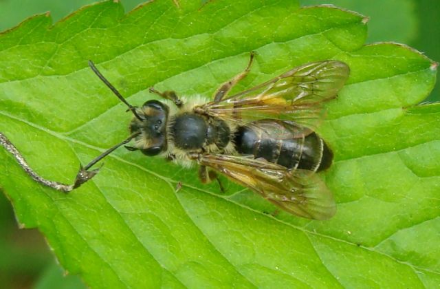 Andrena sp.