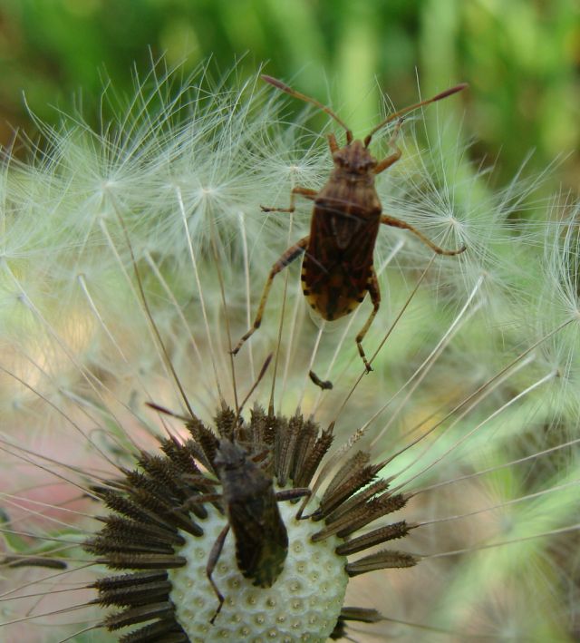 Rhopalidae:Stictopleurus cf punctatonervosus della Lombardia