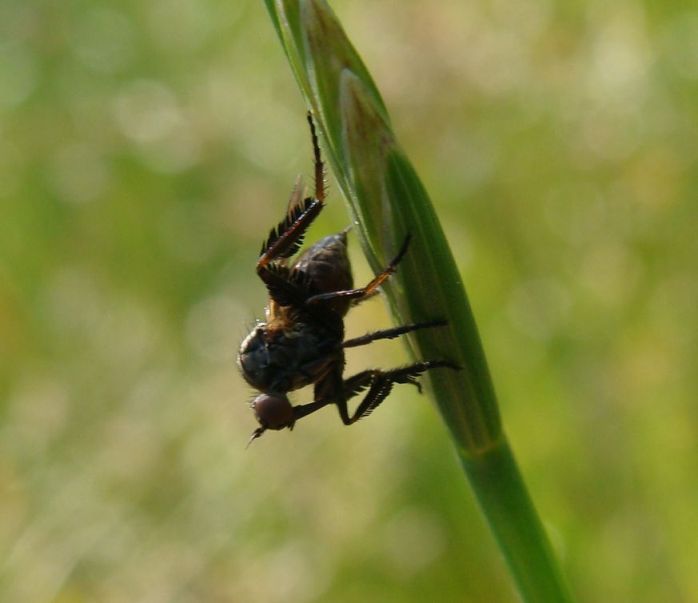 Empis pennipes?  S !