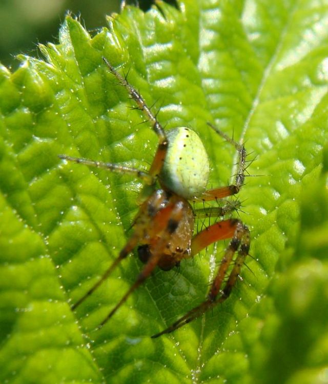 Araniella sp.