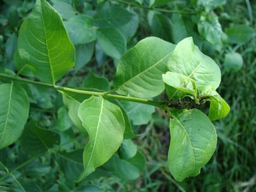 afidi neri. Aphis sp.