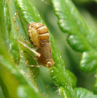 Femmina di Delphacidae (specie brachittera)