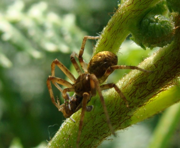 Philodromus sp.